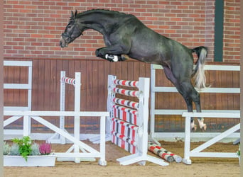 Westfaal, Hengst, 2 Jaar, Schimmel