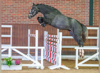 Westfaal, Hengst, 2 Jaar, Schimmel