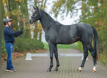 Westfaal, Hengst, 2 Jaar, Schimmel