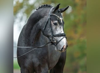 Westfaal, Hengst, 2 Jaar, Schimmel