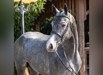Westfaal, Hengst, 2 Jaar, Schimmel