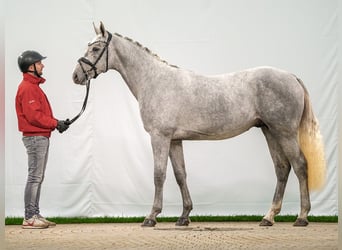 Westfaal, Hengst, 2 Jaar, Schimmel