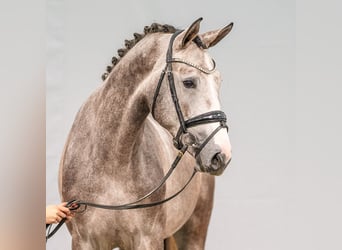 Westfaal, Hengst, 2 Jaar, Schimmel