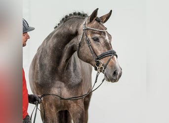 Westfaal, Hengst, 2 Jaar, Schimmel