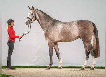 Westfaal, Hengst, 2 Jaar, Schimmel