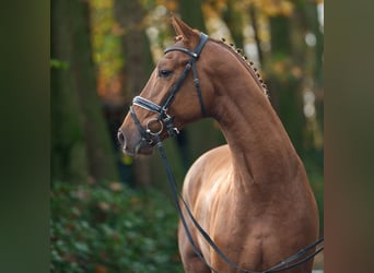 Westfaal, Hengst, 2 Jaar, Vos