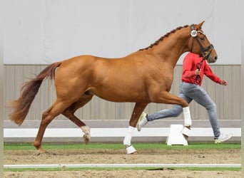 Westfaal, Hengst, 2 Jaar, Vos