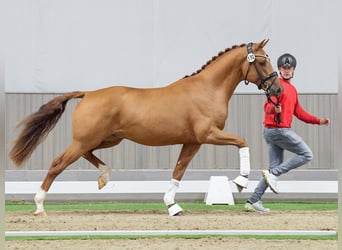 Westfaal, Hengst, 2 Jaar, Vos