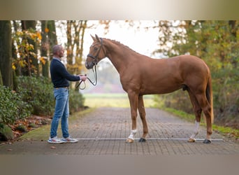 Westfaal, Hengst, 2 Jaar, Vos