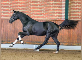 Westfaal, Hengst, 2 Jaar, Zwartbruin