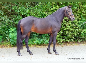 Westfaal, Hengst, 3 Jaar, 148 cm, Donkerbruin