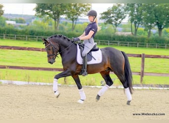 Westfaal, Hengst, 3 Jaar, 148 cm, Donkerbruin
