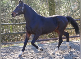 Westfaal, Hengst, 3 Jaar, 160 cm