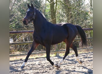 Westfaal, Hengst, 3 Jaar, 160 cm