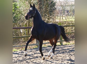 Westfaal, Hengst, 3 Jaar, 160 cm