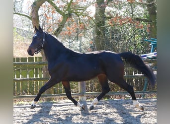 Westfaal, Hengst, 3 Jaar, 160 cm