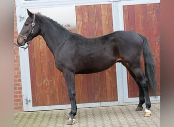 Westfaal, Hengst, 3 Jaar, 162 cm, Bruin