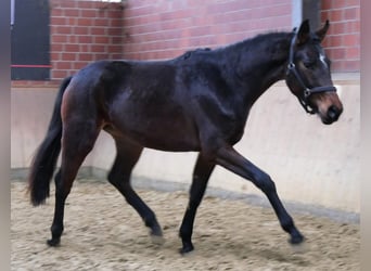 Westfaal, Hengst, 3 Jaar, 163 cm, Bruin