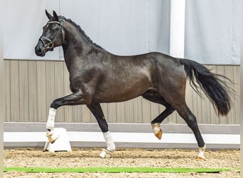 Westfaal, Hengst, 3 Jaar, 163 cm, Zwart