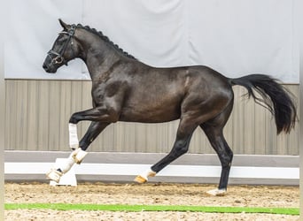 Westfaal, Hengst, 3 Jaar, 163 cm, Zwart