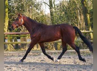 Westfaal, Hengst, 3 Jaar, 164 cm