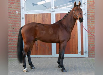 Westfaal, Hengst, 3 Jaar, 164 cm