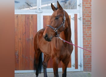 Westfaal, Hengst, 3 Jaar, 164 cm