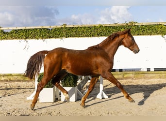 Westfaal, Hengst, 3 Jaar, 164 cm, Vos