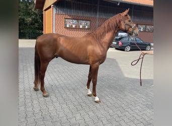 Westfaal, Hengst, 3 Jaar, 165 cm, Vos