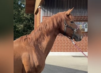 Westfaal, Hengst, 3 Jaar, 165 cm, Vos