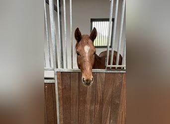 Westfaal, Hengst, 3 Jaar, 165 cm, Vos