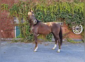 Westfaal, Hengst, 3 Jaar, 166 cm, Donkere-vos