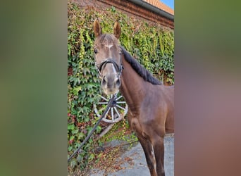 Westfaal, Hengst, 3 Jaar, 166 cm, Donkere-vos