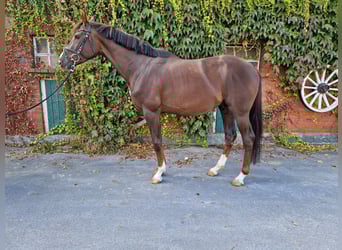 Westfaal, Hengst, 3 Jaar, 166 cm, Donkere-vos