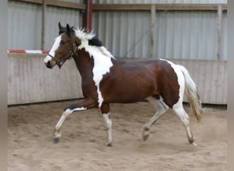 Westfaal, Hengst, 3 Jaar, 166 cm, Gevlekt-paard