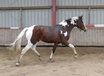 Westfaal, Hengst, 3 Jaar, 166 cm, Gevlekt-paard