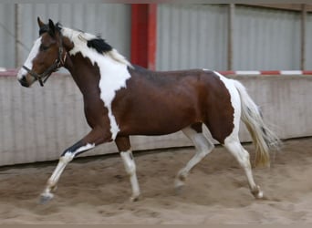 Westfaal, Hengst, 3 Jaar, 166 cm, Gevlekt-paard