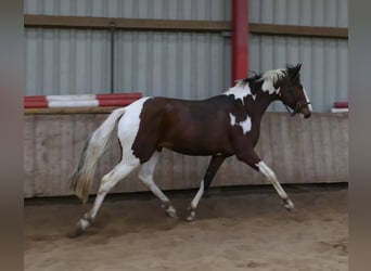 Westfaal, Hengst, 3 Jaar, 166 cm, Gevlekt-paard