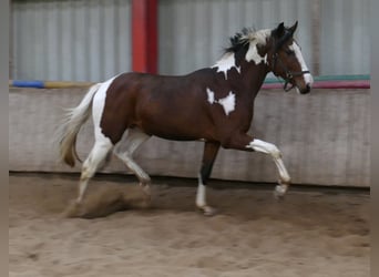 Westfaal, Hengst, 3 Jaar, 166 cm, Gevlekt-paard