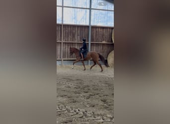 Westfaal, Hengst, 3 Jaar, 166 cm, Vos