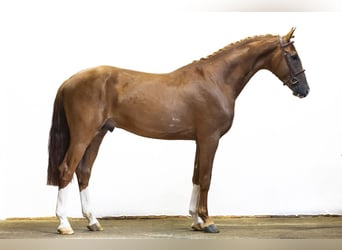 Westfaal, Hengst, 3 Jaar, 167 cm, Roodbruin