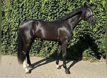 Westfaal, Hengst, 3 Jaar, 167 cm, Zwart