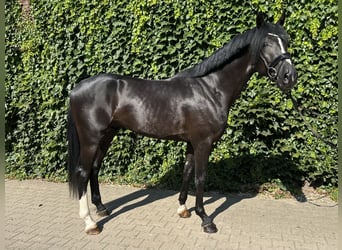 Westfaal, Hengst, 3 Jaar, 167 cm, Zwart