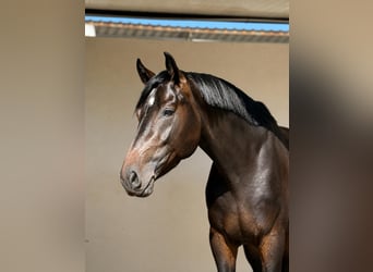 Westfaal, Hengst, 3 Jaar, 168 cm, Bruin