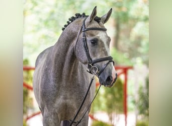 Westfaal, Hengst, 3 Jaar, 168 cm, Schimmel