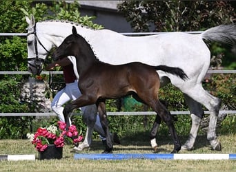 Westfaal, Hengst, 3 Jaar, 172 cm, Zwartschimmel