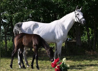 Westfaal, Hengst, 3 Jaar, 172 cm, Zwartschimmel