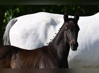 Westfaal, Hengst, 3 Jaar, 172 cm, Zwartschimmel