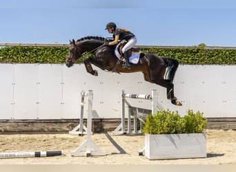 Westfaal, Hengst, 3 Jaar, 175 cm, Donkerbruin