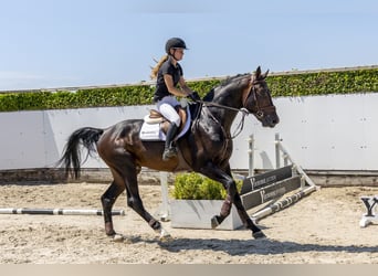Westfaal, Hengst, 3 Jaar, 175 cm, Donkerbruin